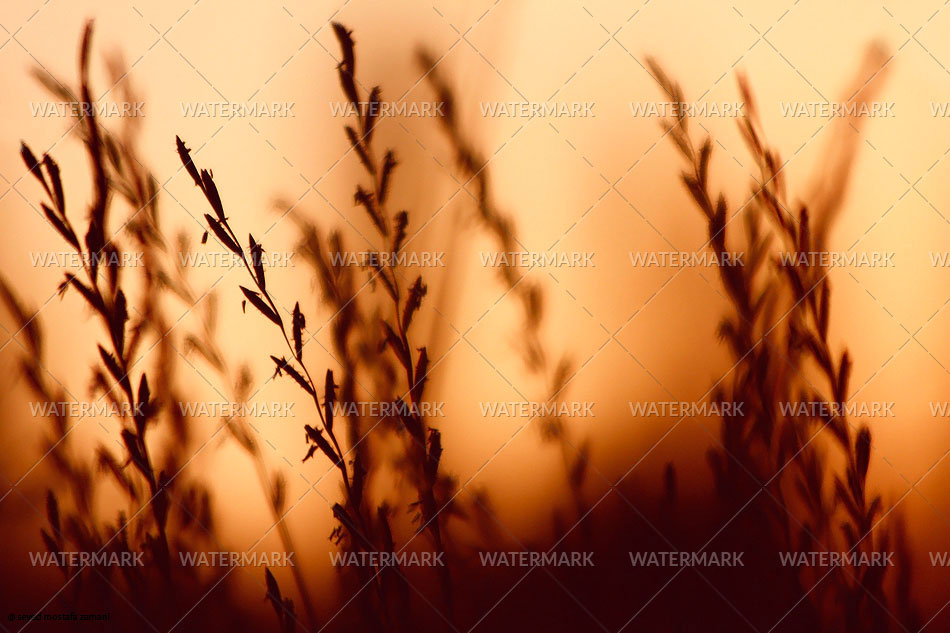 St. Mary & St. Moses Abbey