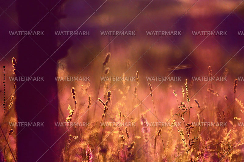 St. Mary & St. Moses Abbey