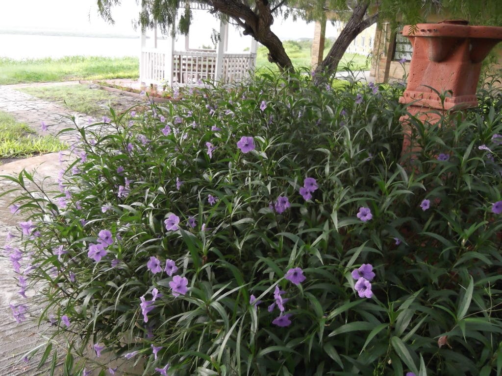 St. Mary & St. Moses Abbey