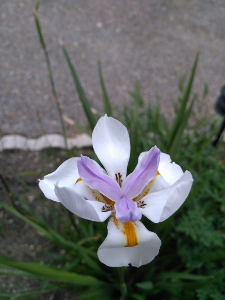 St. Mary & St. Moses Abbey