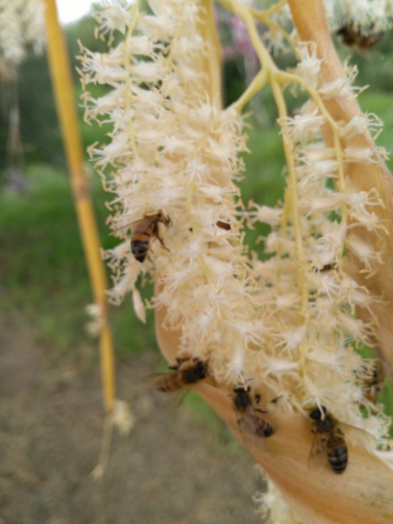 St. Mary & St. Moses Abbey