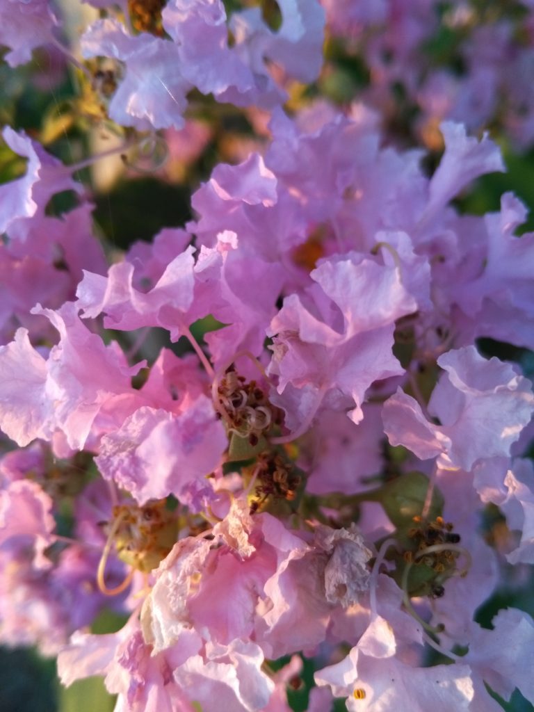 St. Mary & St. Moses Abbey